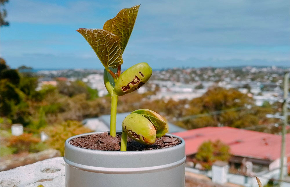 best way to grow magic bean in a pot