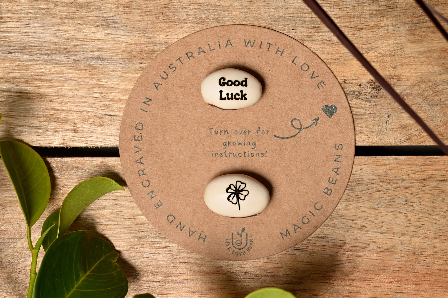 Good Luck Bean With Four Leaf Clover