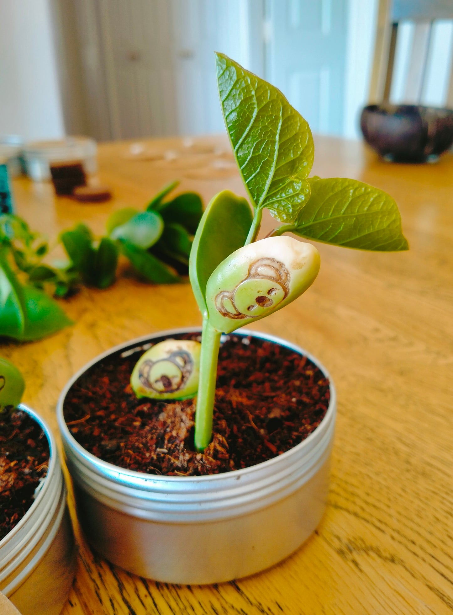 Koala Gift Bean Set (G'Day Mate)