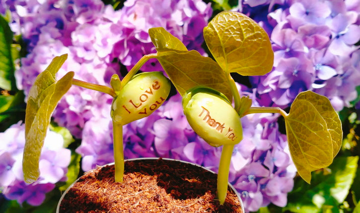 magic beans growing in pot