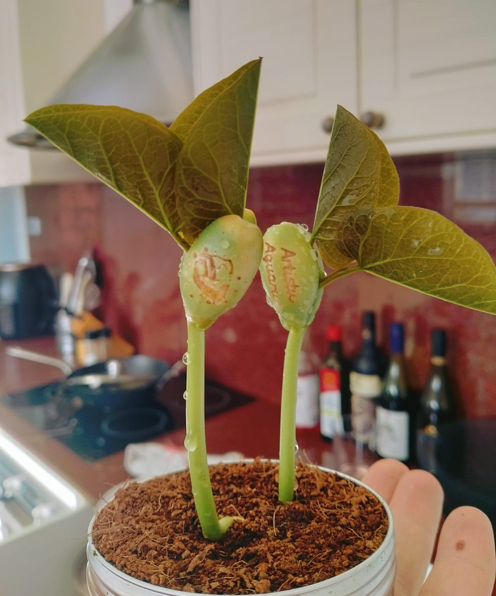 Aquarius Gift Bean (Artistic Aquarius)