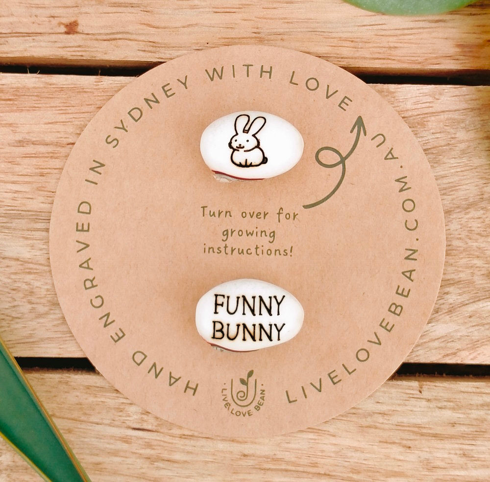 Bunny Gift Bean Set (Funny Bunny)