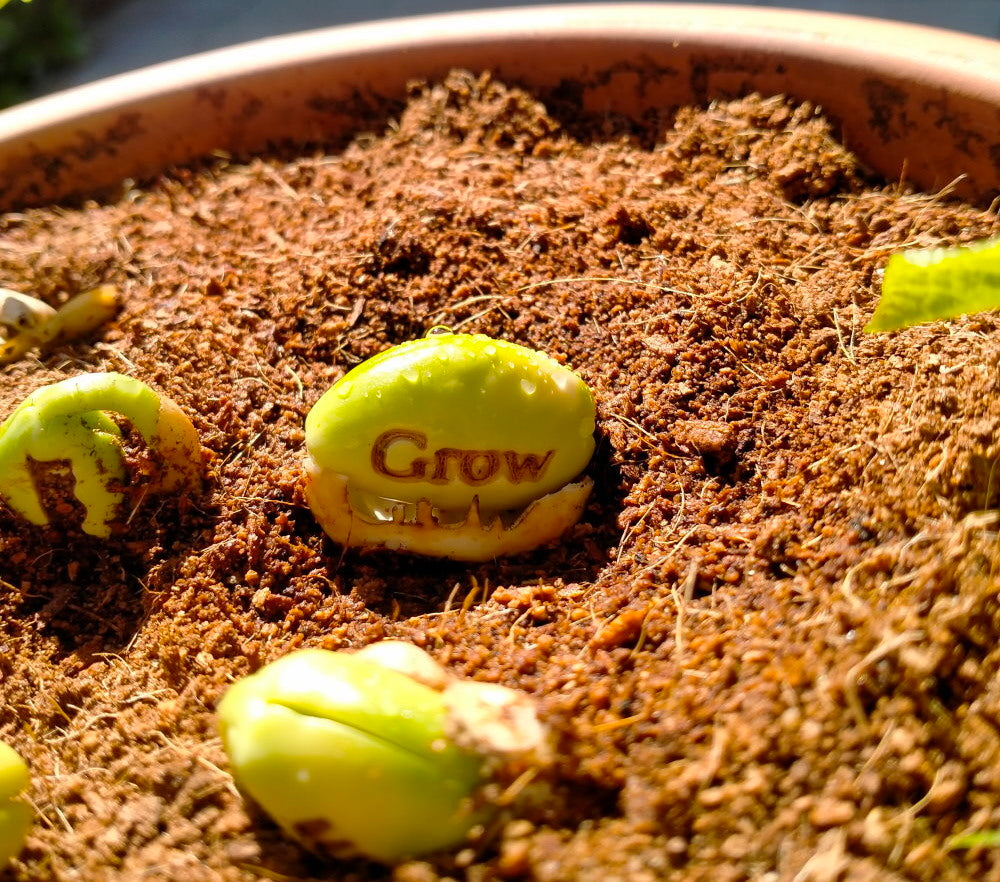 magic bean gift with growth message
