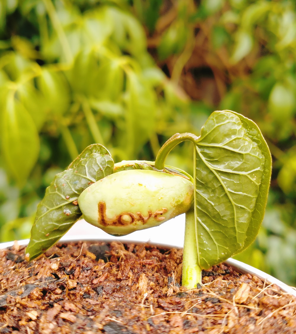 eco friendly love message sprout gift