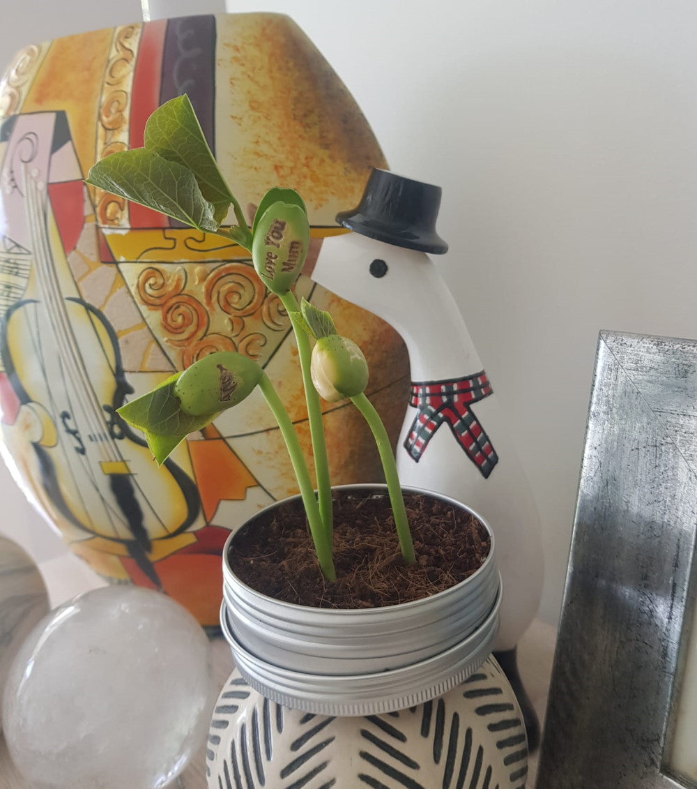 love you mum gifts sprouted