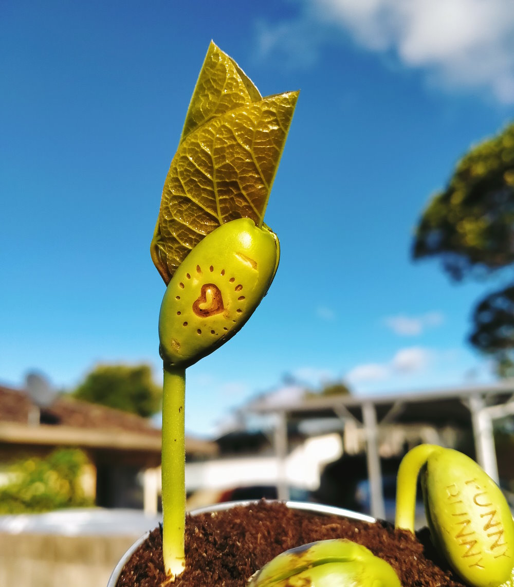 stay blessed gift sprouted