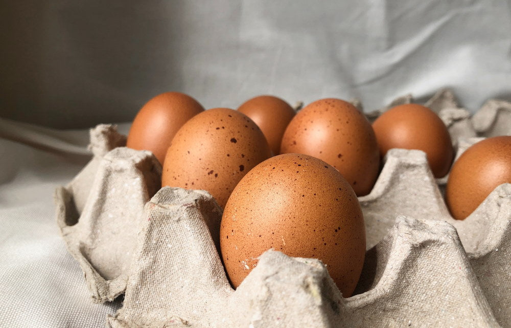 How to Grow a Magic Bean in an Egg Carton