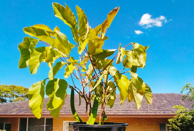 The Magic Bean Plant: Your Ultimate Guide (2023 Edition) – Live Love Bean
