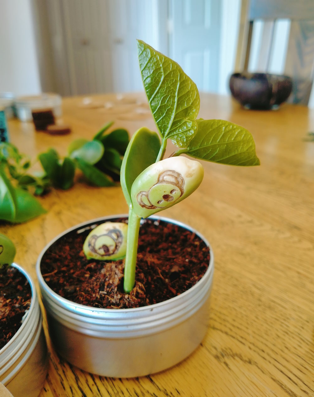 "Respect The Locals" Koala Bean Set