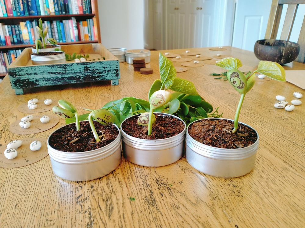 "Respect The Locals" Koala Bean Set