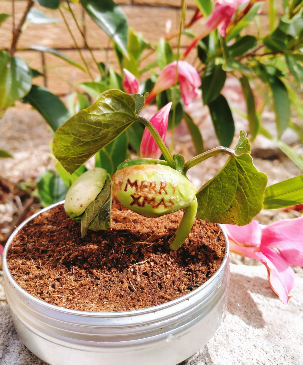 eco friendly merry xmas gift message bean sprouting